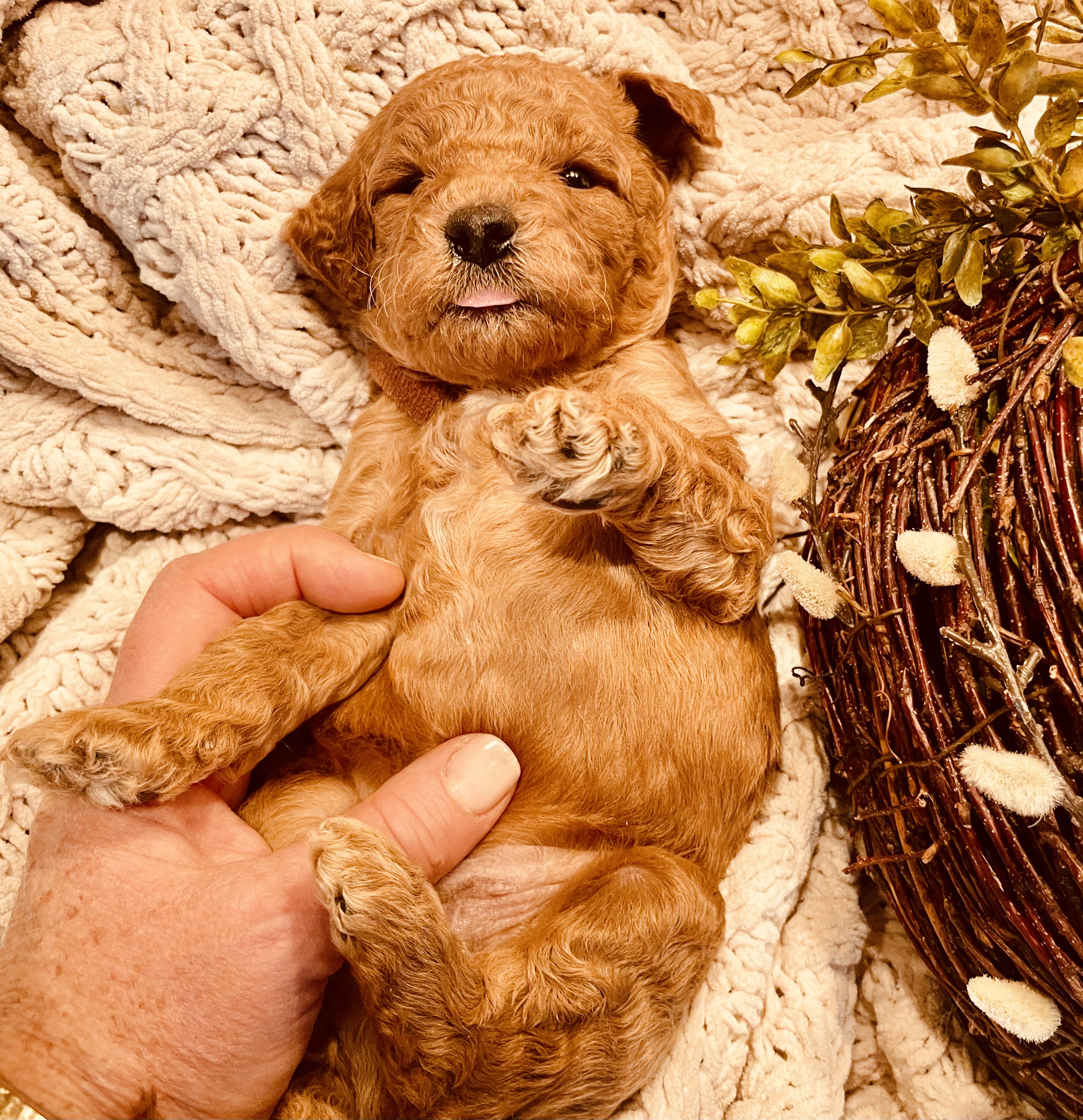 Sullivan (“Sully”)
Male, Brown Collar