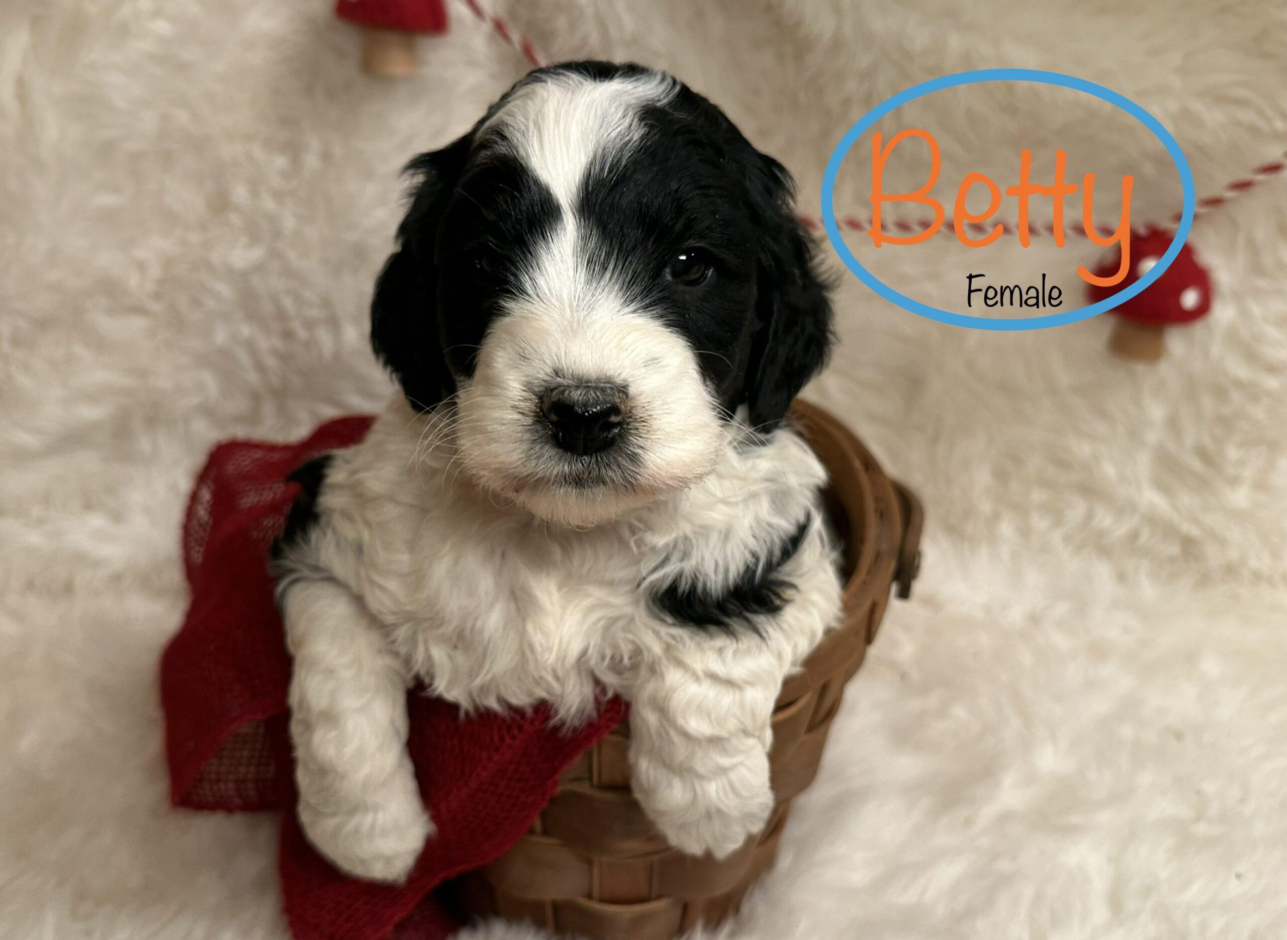 5BE82B07-5804-4368-A40C-6DDD3FD897BE