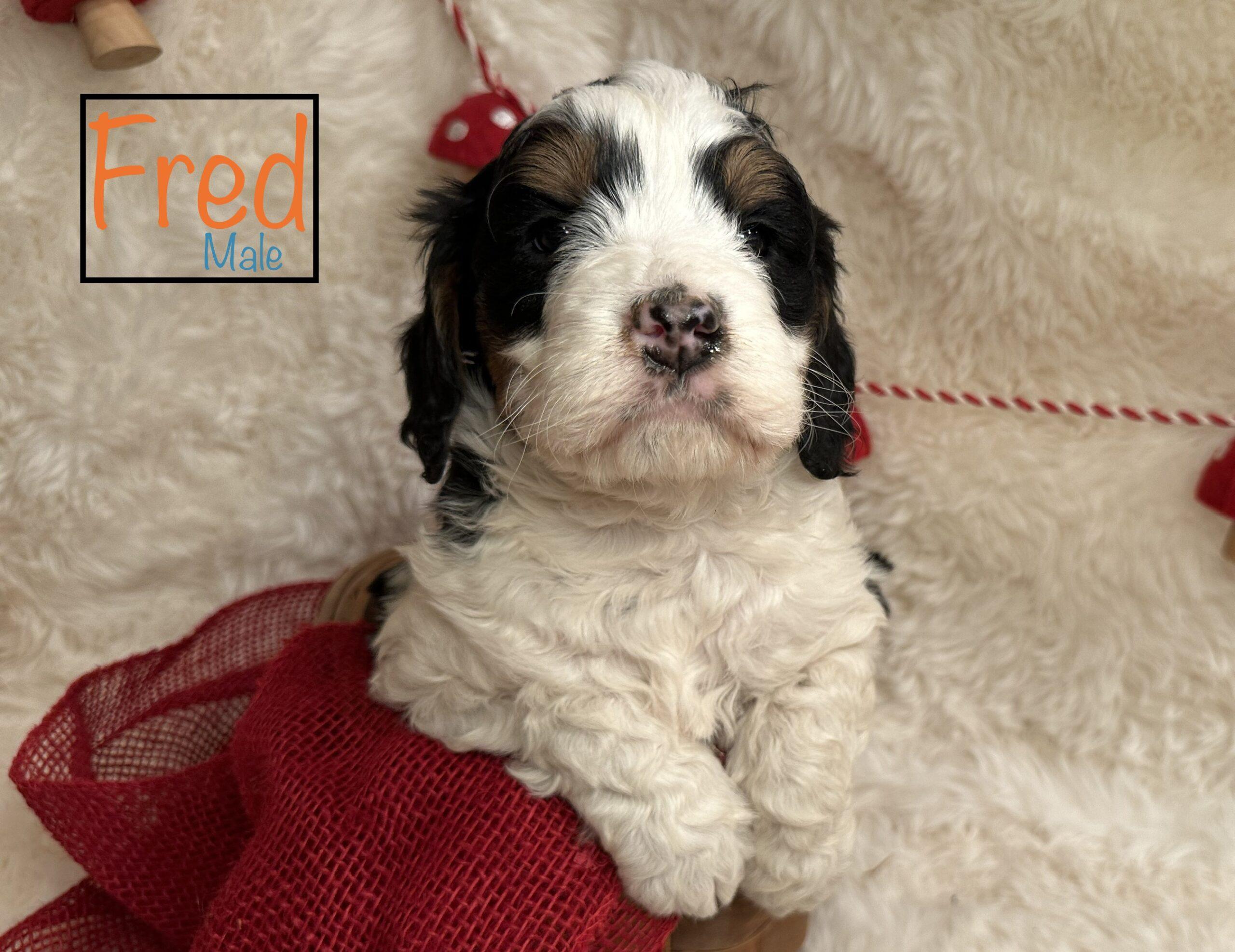 Princess Leia & Deuxy's previous pups!